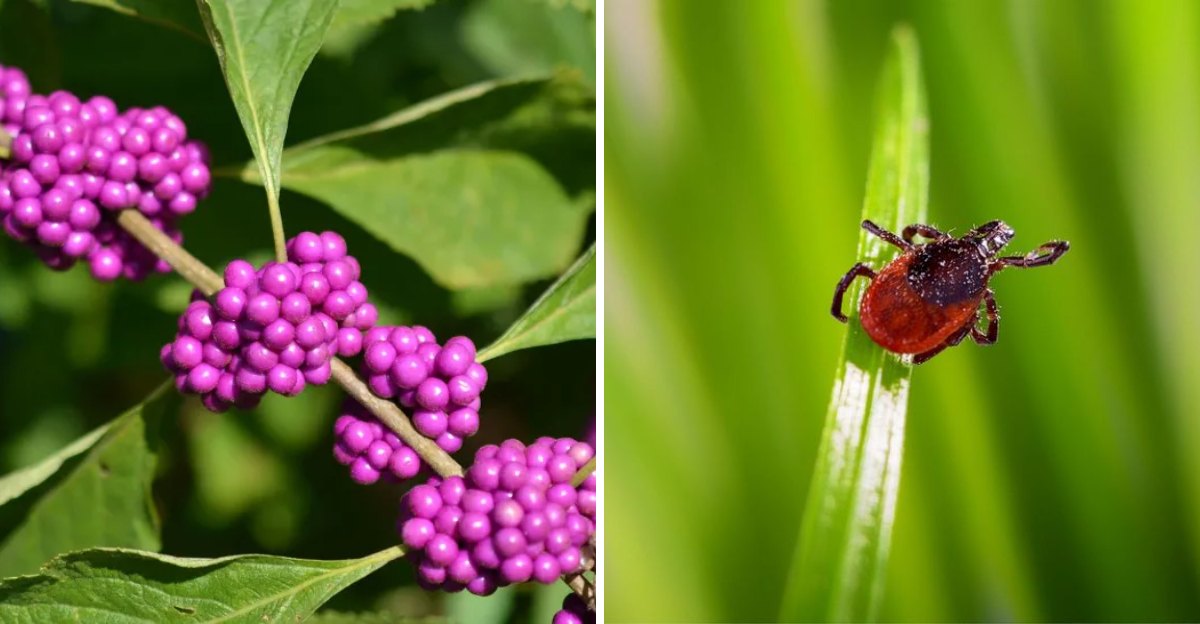 american beautyberry and tick