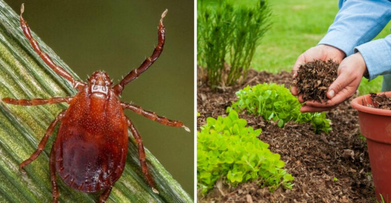 This Pennsylvania Tick Can Reproduce Without A Mate (And Why Gardeners Should Care)