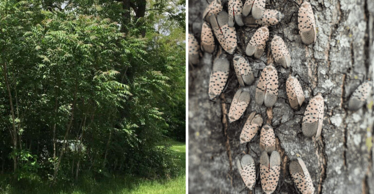 tree of heaven and spotted lanternflies