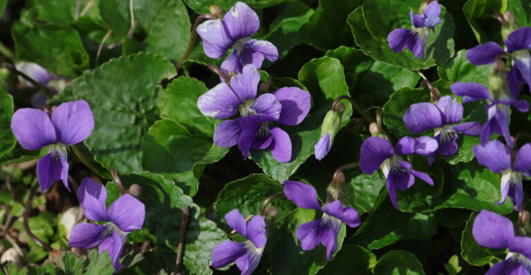 This Rhode Island Wildflower Spreads On Its Own, And Turns A Patchy Lawn Into Something Worth Keeping