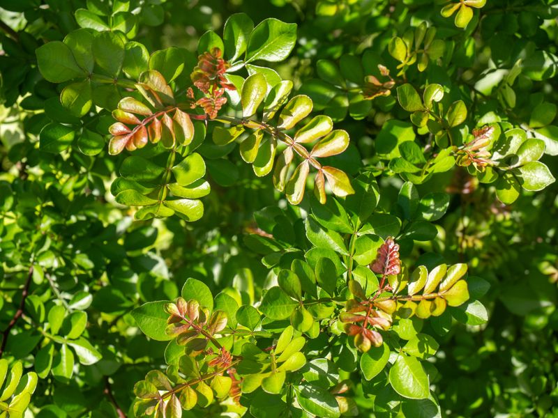 This Shrub Works Best With A Clean Fence Line
