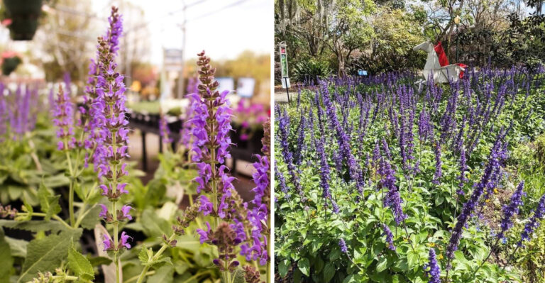 This Simple Plant Can Do More For Your Garden Than You Think