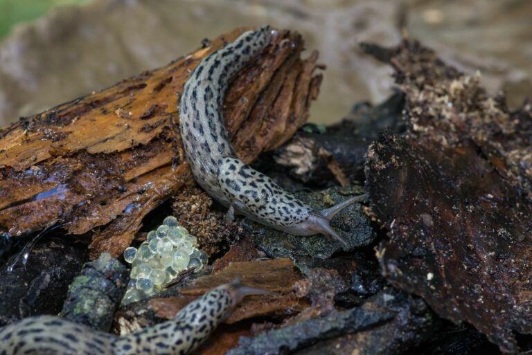leopard slug