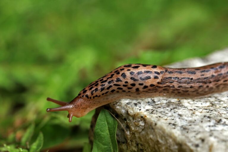 leopard slug
