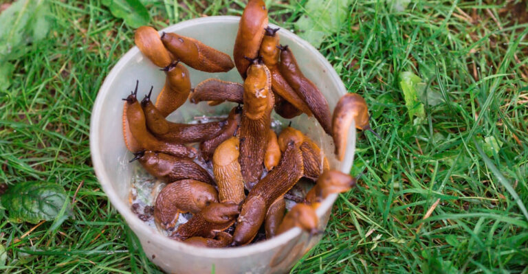 This Slug Species Is Now Established In Oregon And It Is More Destructive Than The Usual Ones