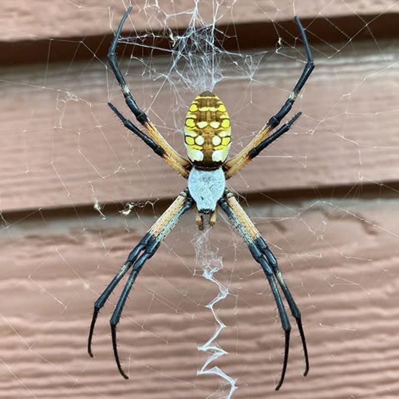This Spider Looks Scary But Usually Stays Out Of Your Way
