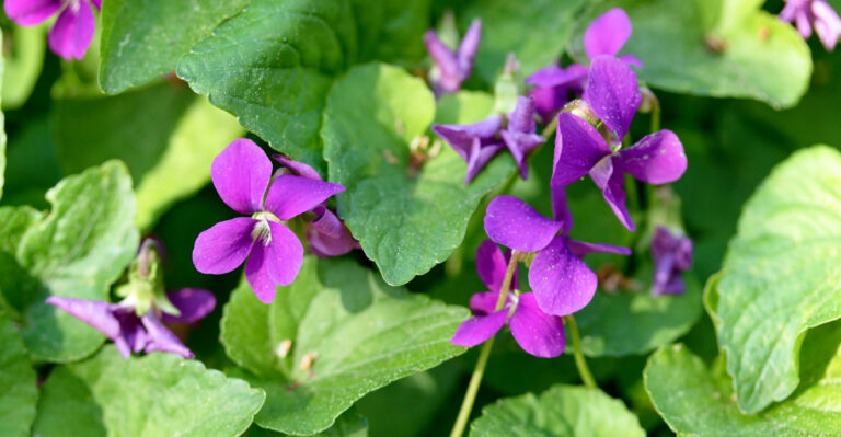 This Spreading Tennessee Wildflower Might Be The Lawn Upgrade You Never Planned For