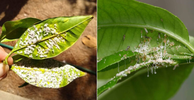 This Sticky Residue On California Citrus Leaves Is A Pest Warning Sign