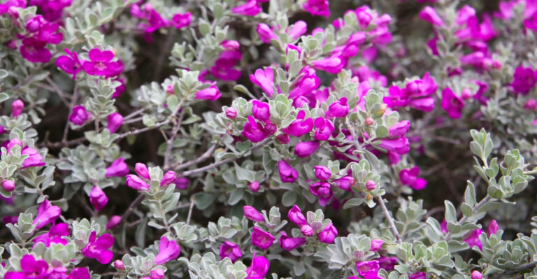 This Stunning Low Maintenance Arizona Shrub Is Becoming A Popular Alternative To Lantana