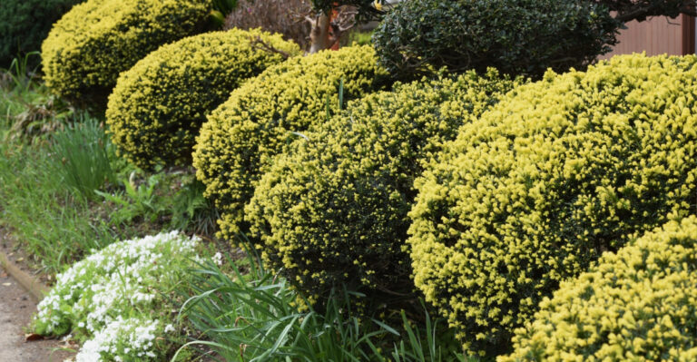 This Stunning Low-Maintenance Shrub Is Becoming A Popular Boxwood Alternative In Michigan