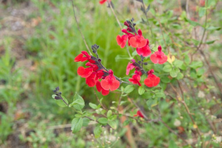 autumn sage