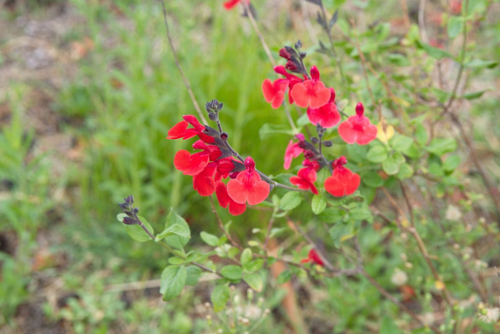 autumn sage