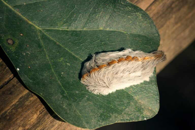 puss caterpillar