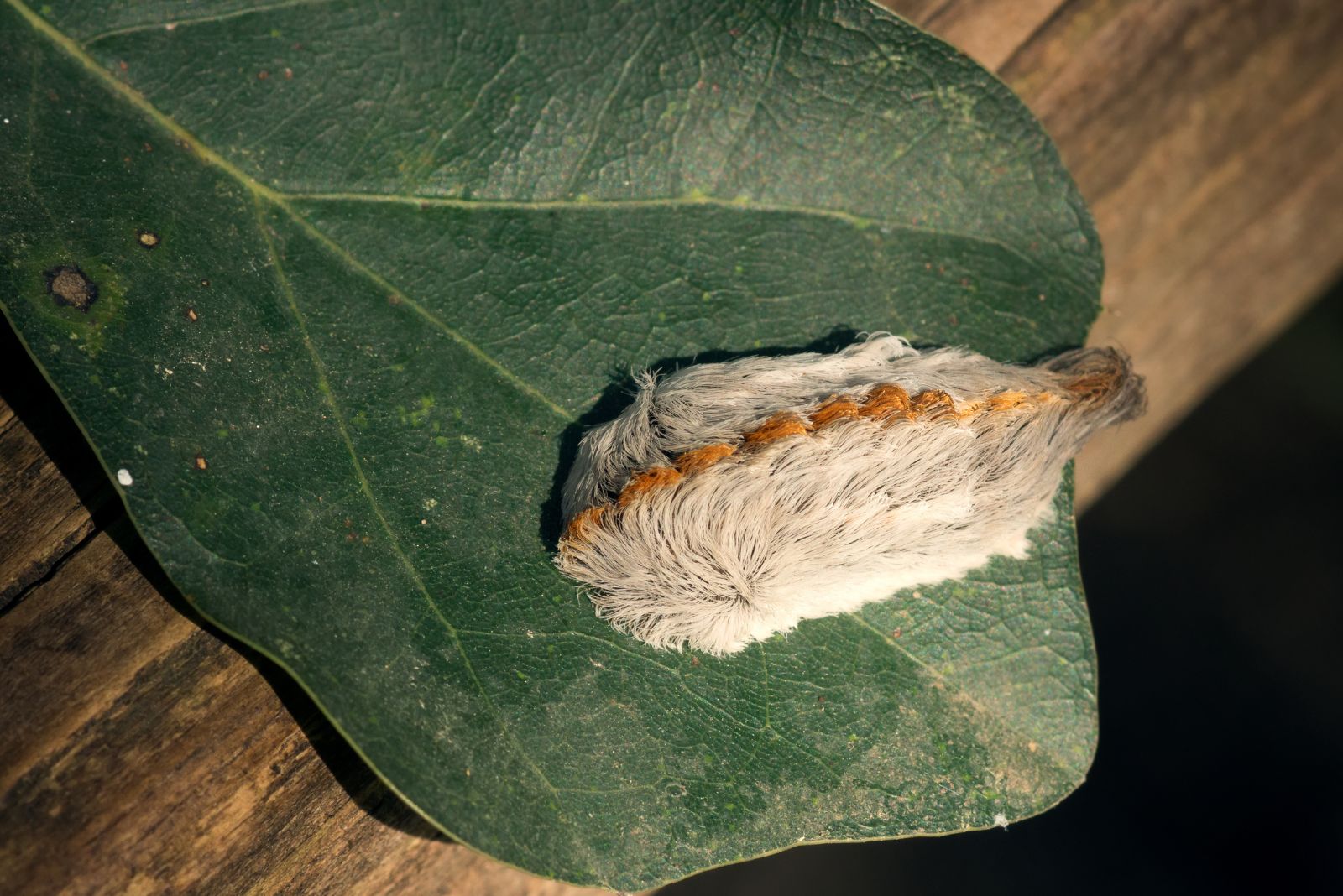 puss caterpillar