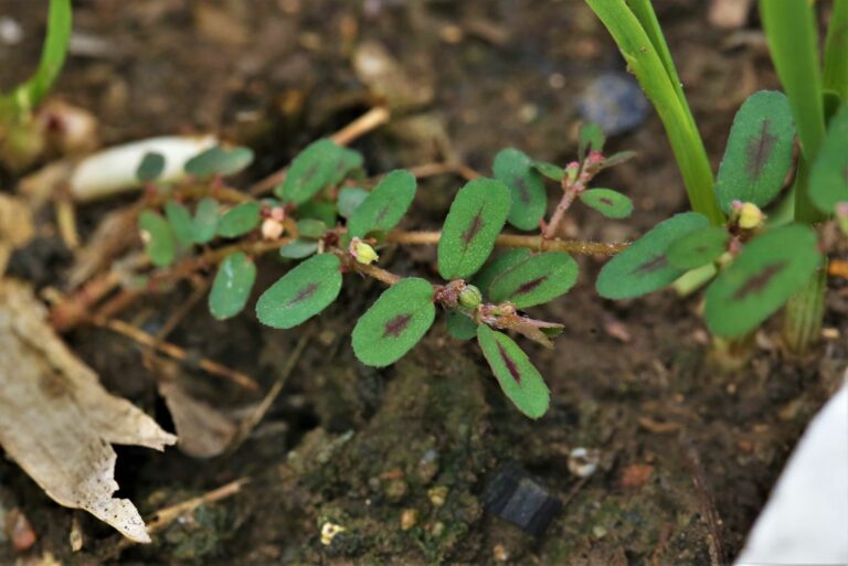 spotted spurge