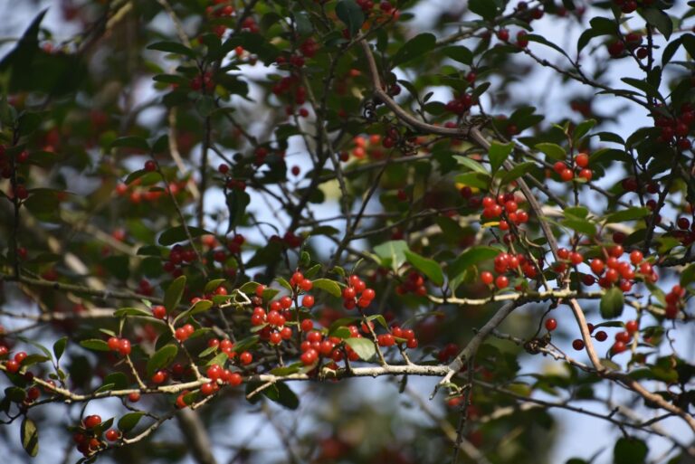 yaupon holly