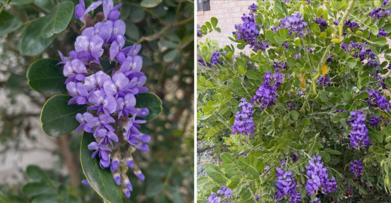 This Texas Tree Looks Harmless But Is More Toxic Than Rattlesnake Venom