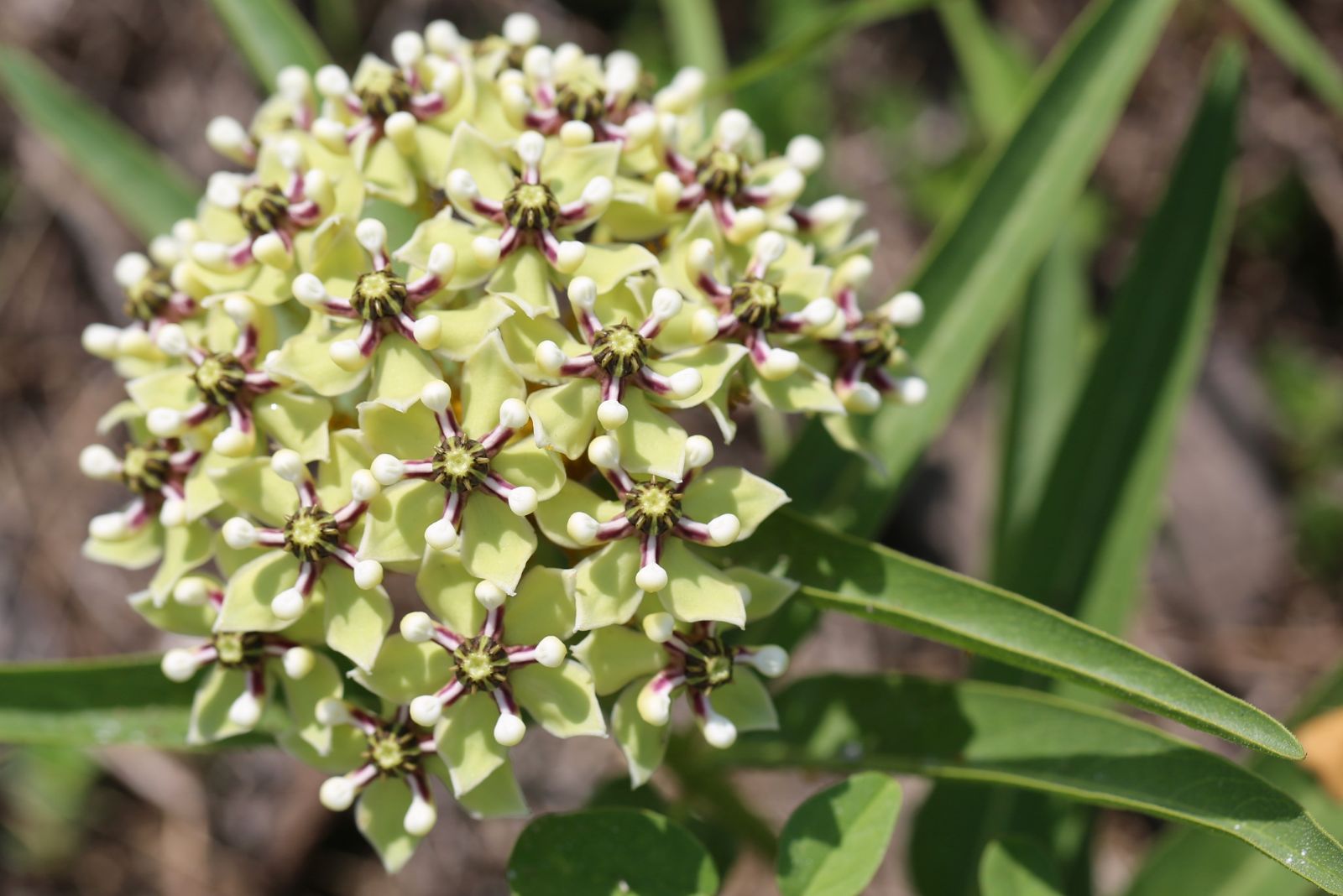 texas milkweed