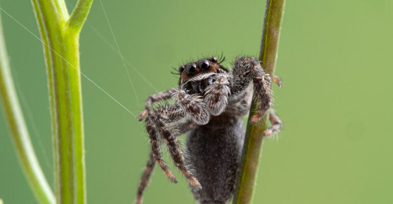 This Tiny California Spider Is Quietly Hunting Garden Pests Most Homeowners Never Even See