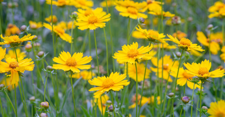 lanceleaf coreopsis
