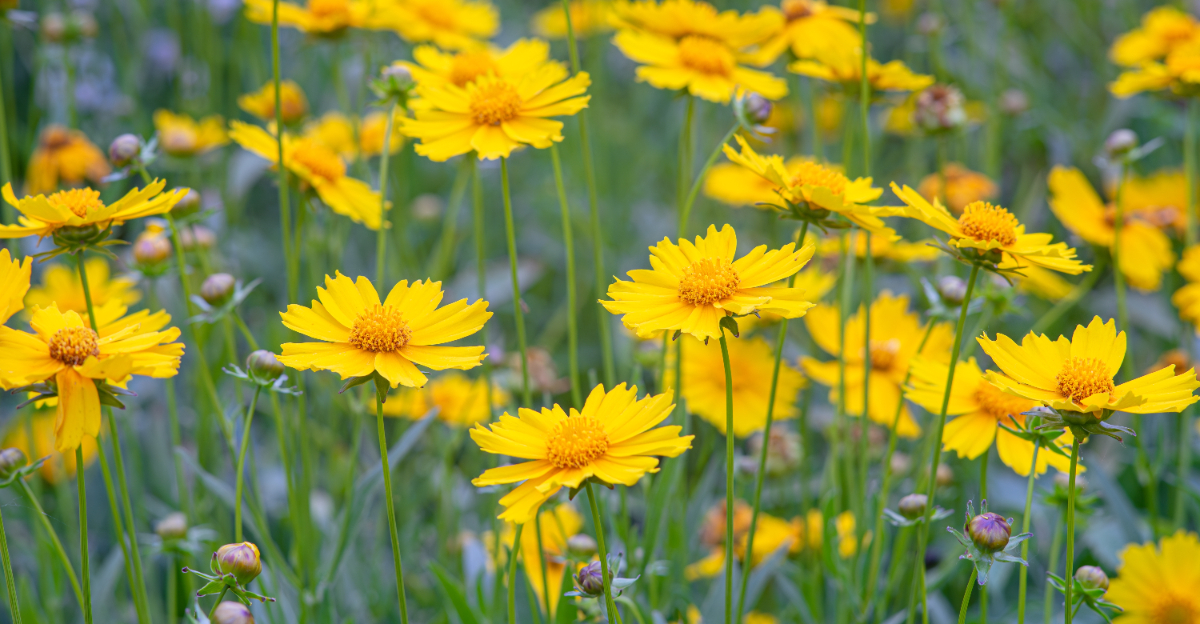 lanceleaf coreopsis