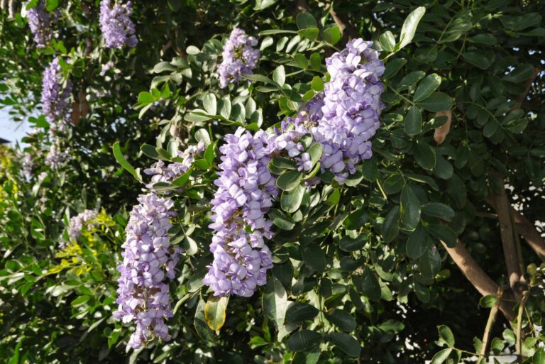 texas mountain laurel