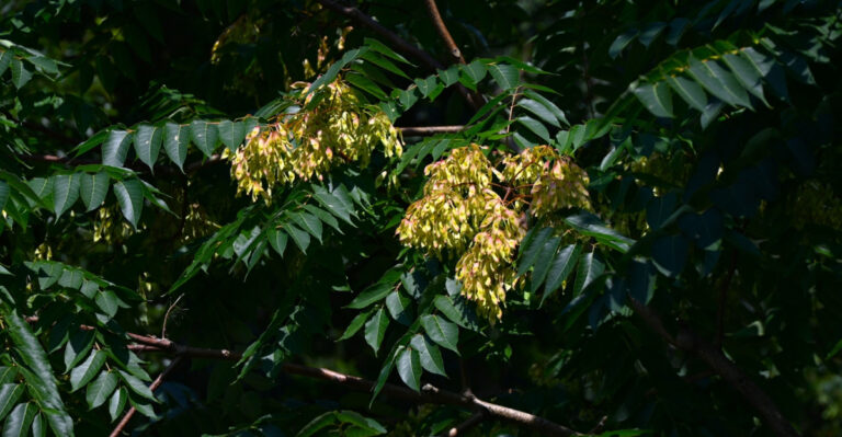 This Toxic Wisconsin Tree Is Easy To Overlook, So Know It Before You Bring It To Your Yard