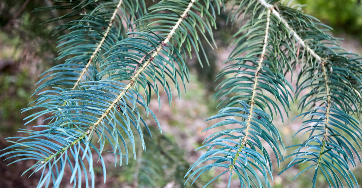 concolor fir closeup