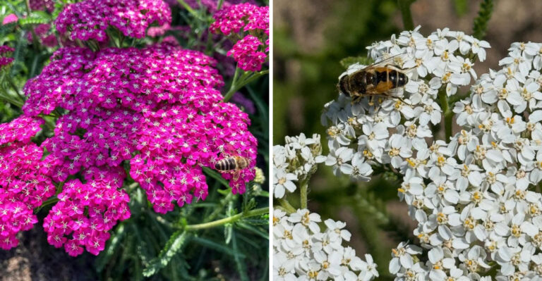 This Underrated Michigan Native Attracts Butterflies Ladybugs And Lacewings In The Same Season