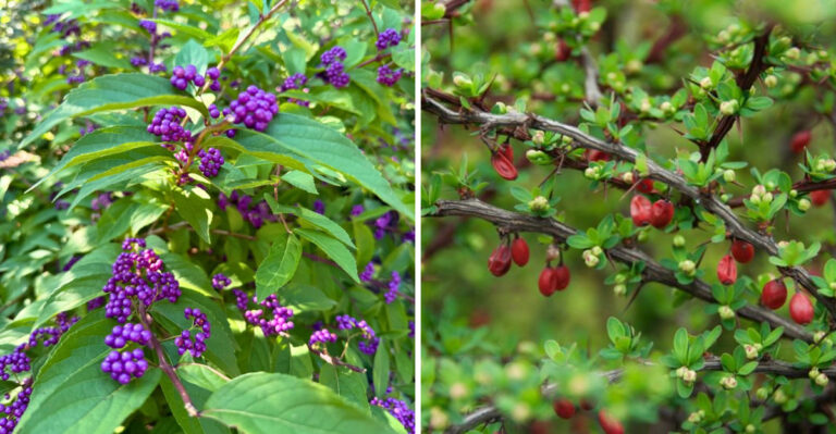 This Underrated Michigan Patio Plant Deters Ticks And Mosquitoes While Another Attracts Them
