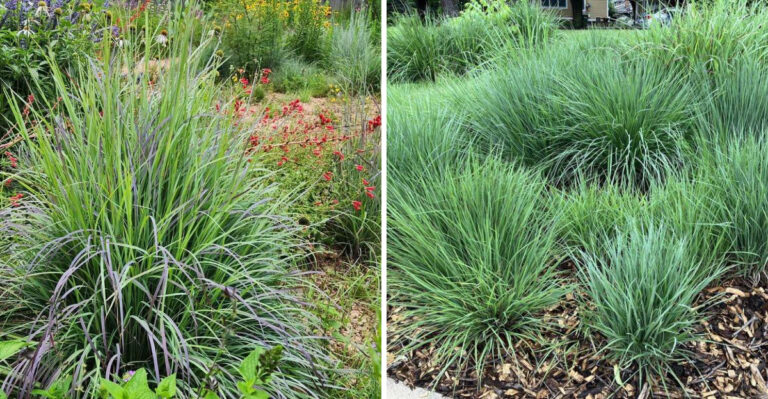 This Underrated North Carolina Native Grass Helps Make Yard Edges Less Tick-Friendly