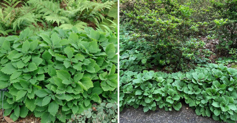 This Underrated North Carolina Native Groundcover Reduces Tick Habitat In Shady Side Yards