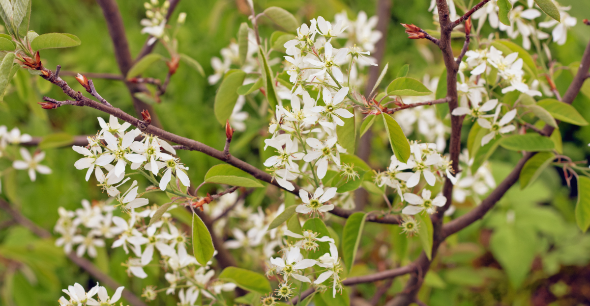 serviceberry