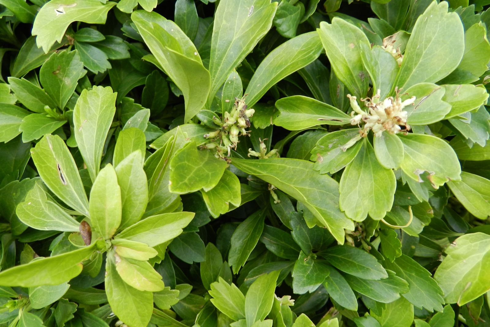 allegheny spurge