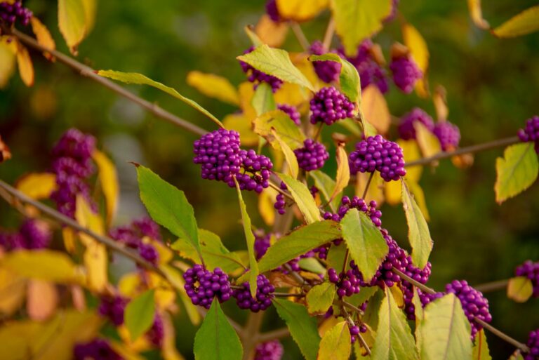 american beautyberry