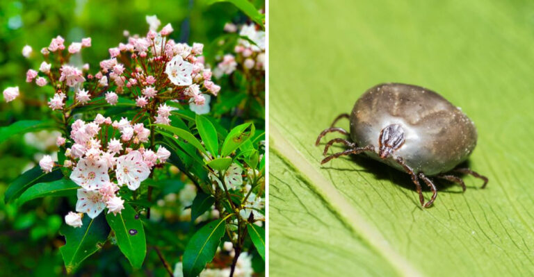 mountain laurel and tick