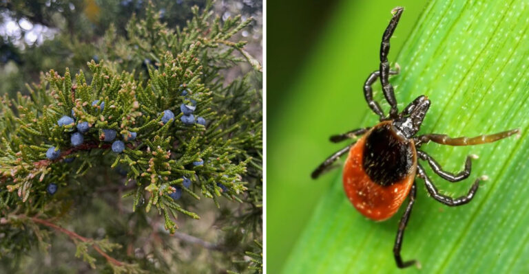 eastern red cedar and tick