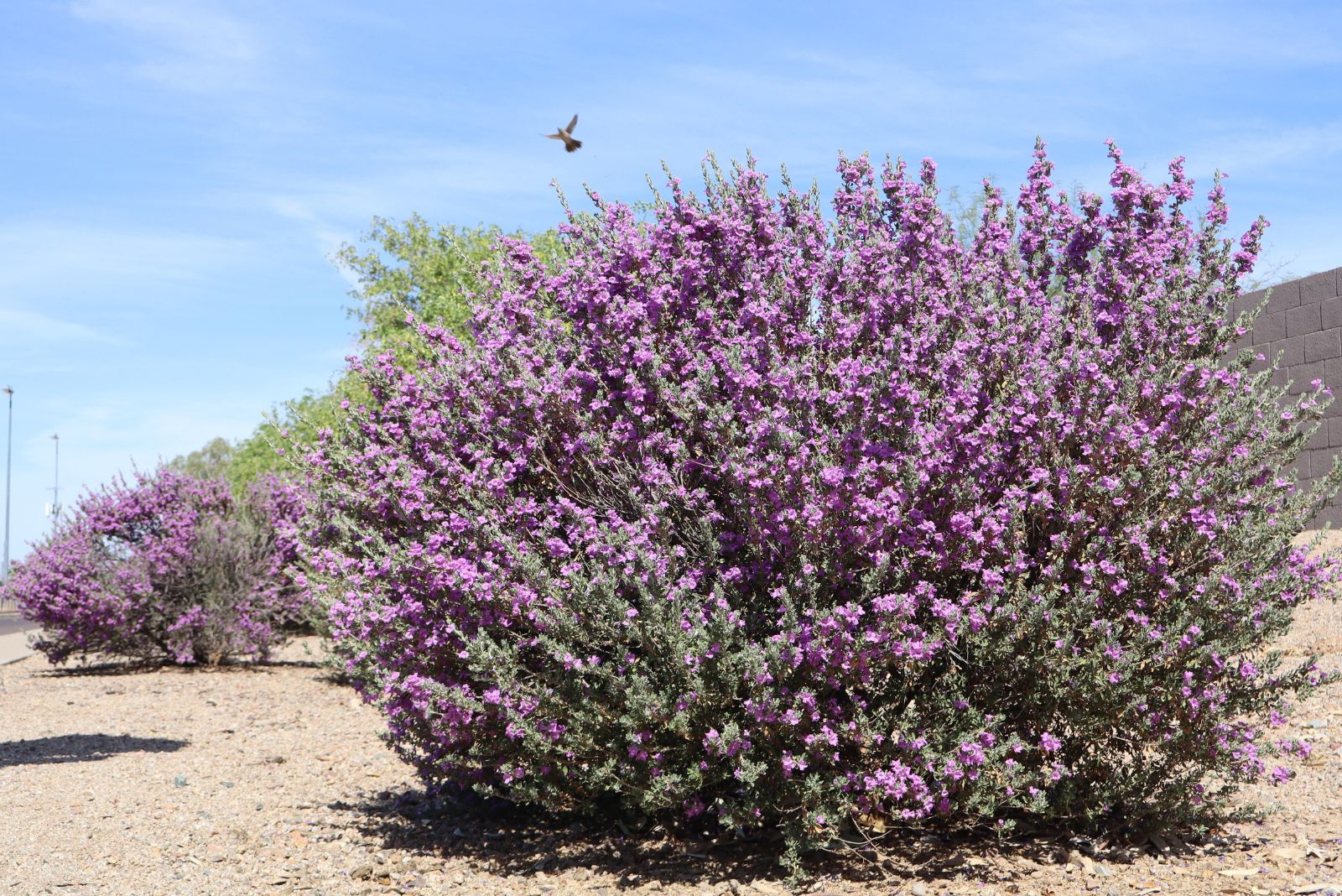 texas sage