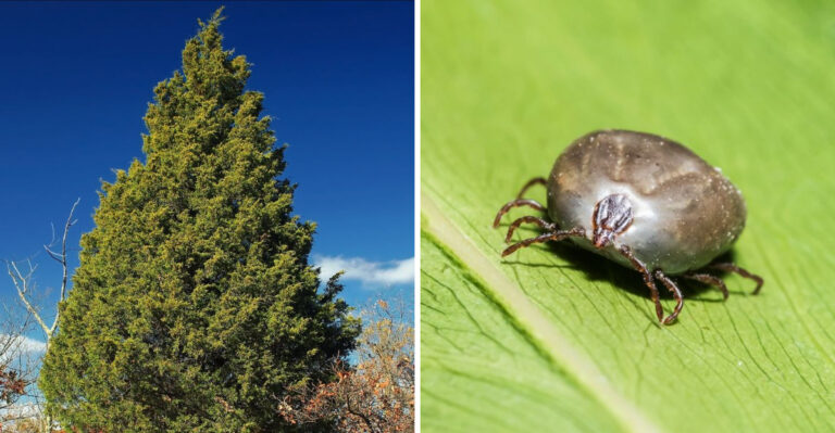 eastern red cedar and tick