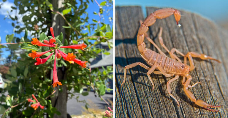 coral honeysuckle and scorpion