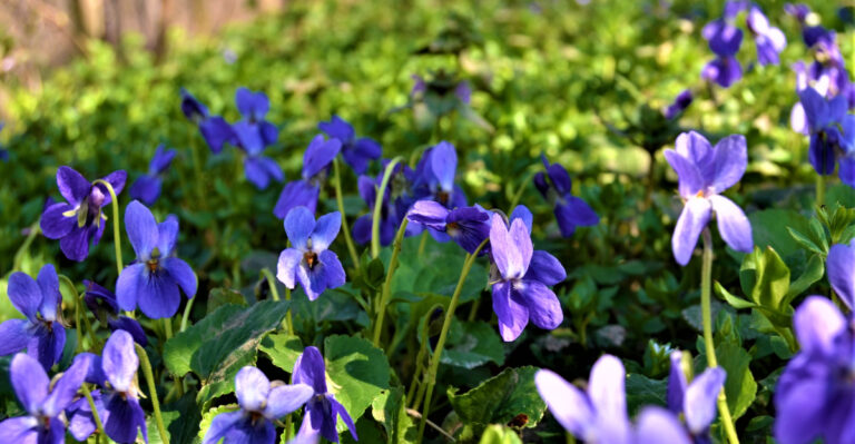 This Vermont Wildflower Spreads On Its Own And Makes Your Lawn More Beautiful