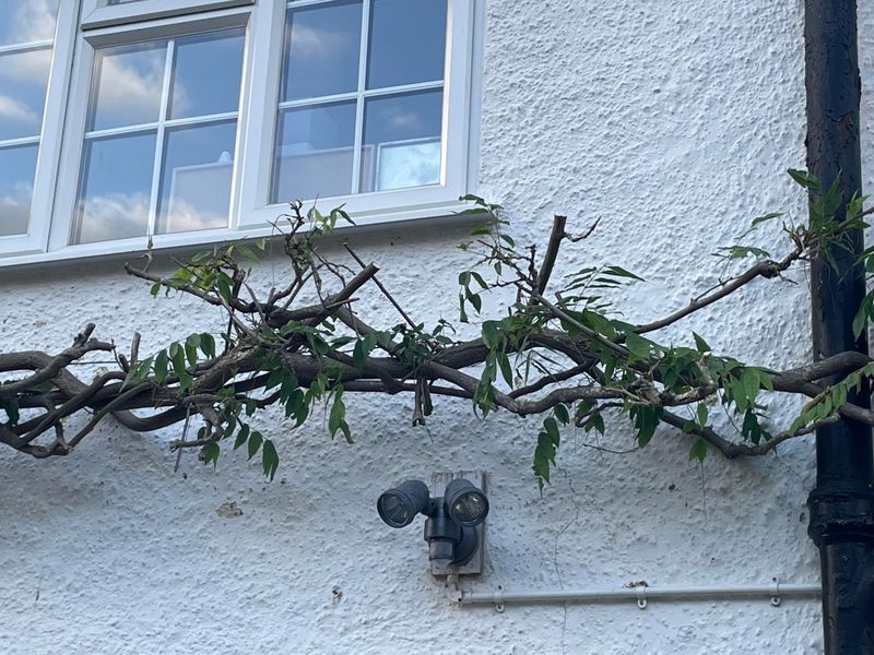 This Vine Requires A Twice-Yearly Pruning Commitment From Day One This Vine Requires A Twice-Yearly Pruning Commitment From Day One
