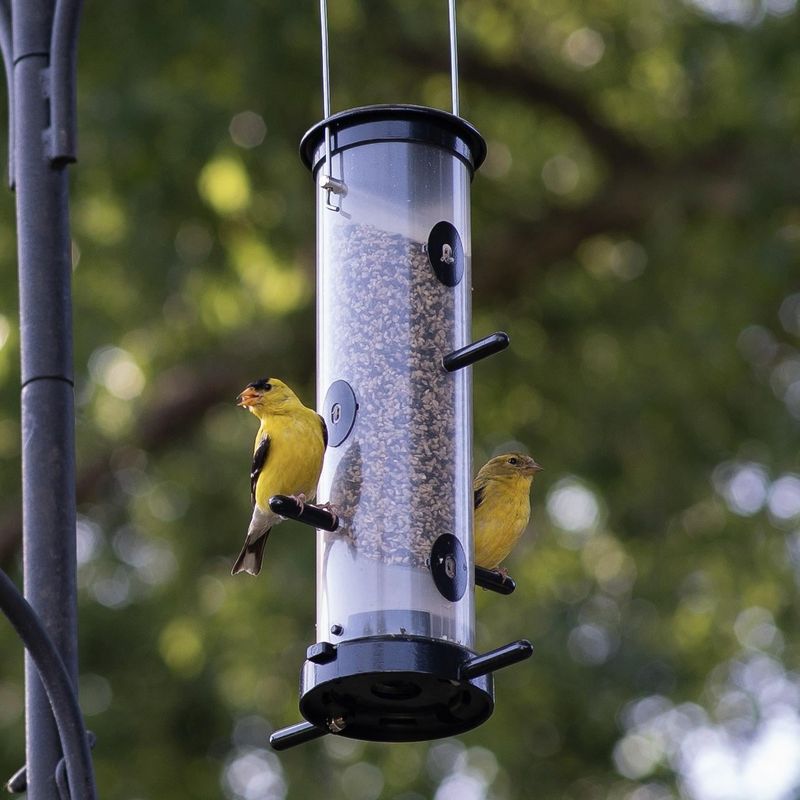 Thistle And Sunflower Seeds Keep Them Coming Back