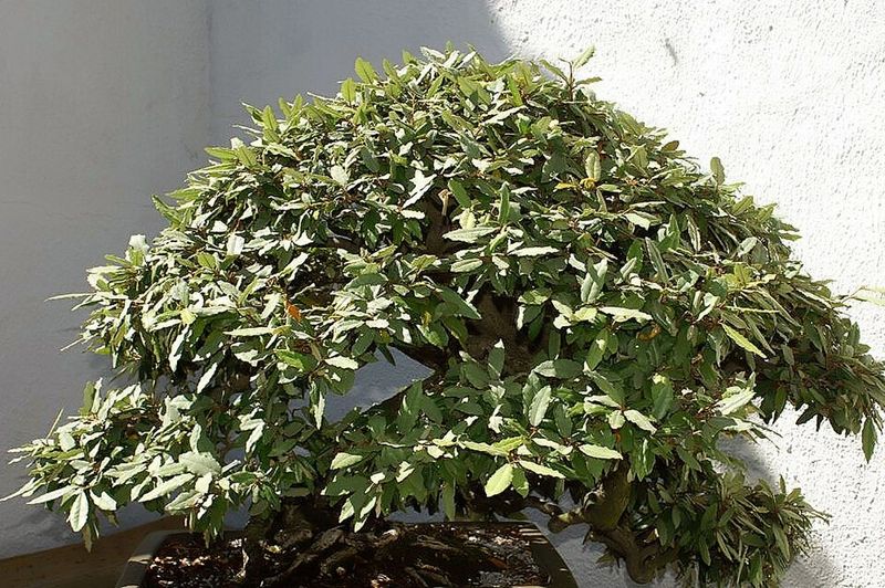 Thorny Elaeagnus Spreads Too Quickly
