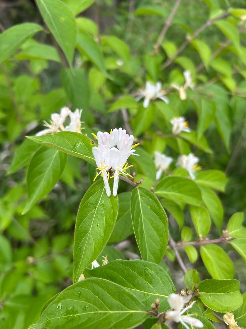 Thorny Elaeagnus