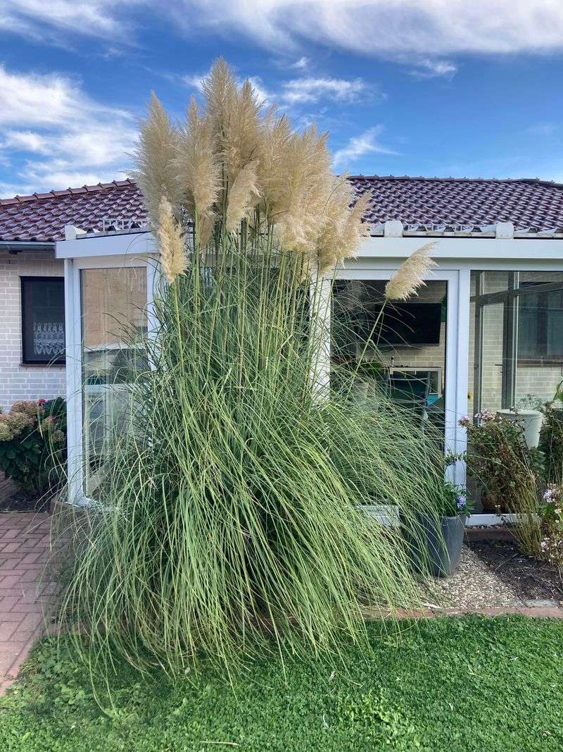 Those Feathery Plumes Can Tower Over Windows