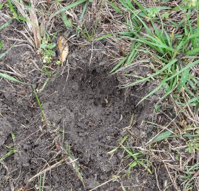 Those Small Holes Often Mean Foraging