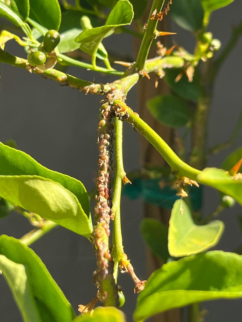 Those Tiny Bumps Are Feeding On The Tree Those Tiny Bumps Are Feeding On The Tree