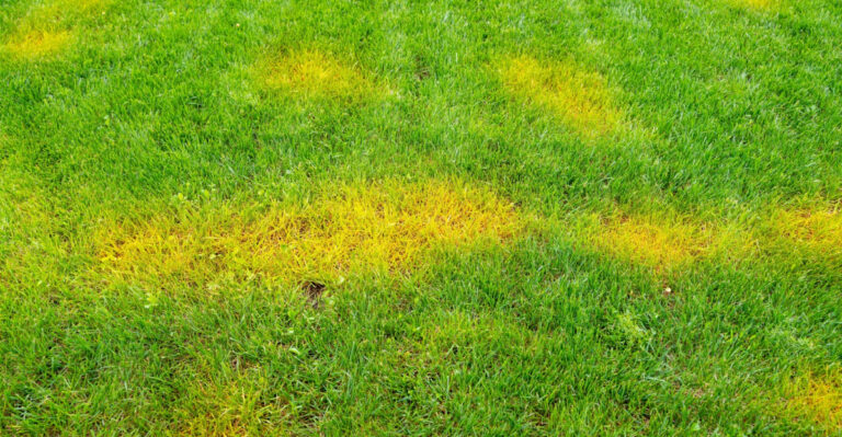 Those Yellow Patches On Your Texas St. Augustine Lawn May Not Be Drought After All