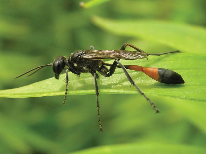 Thread Waisted Wasps Help Protect Garden Plants